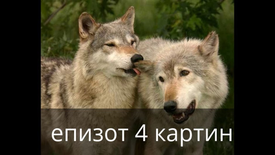Два волка зимой