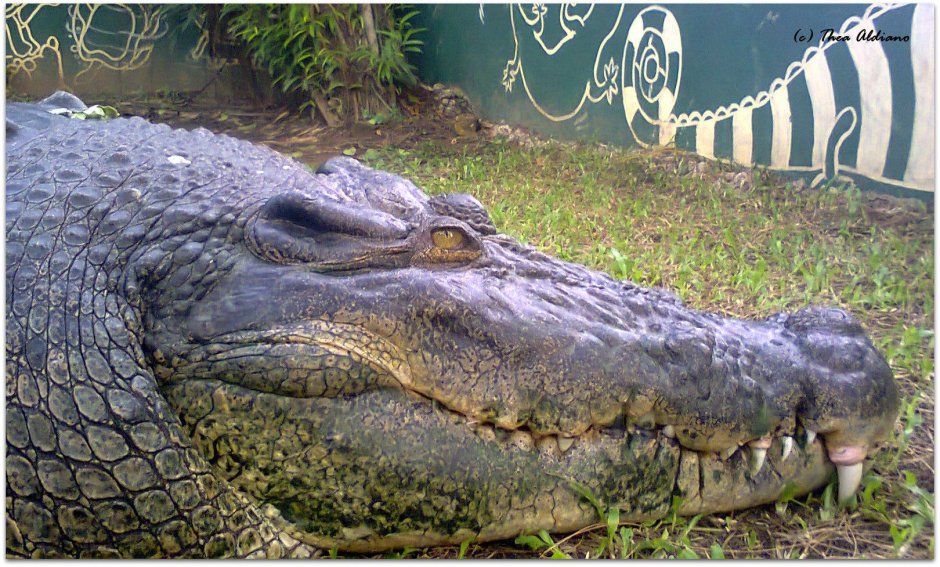 Нильский крокодил Crocodylus niloticus