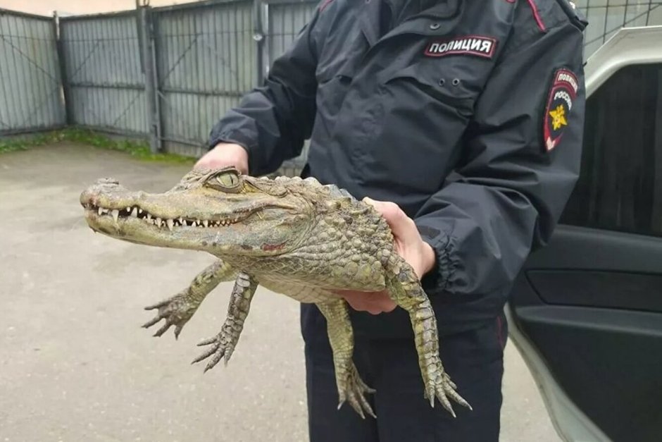 Река Лимпопо кишит крокодилами