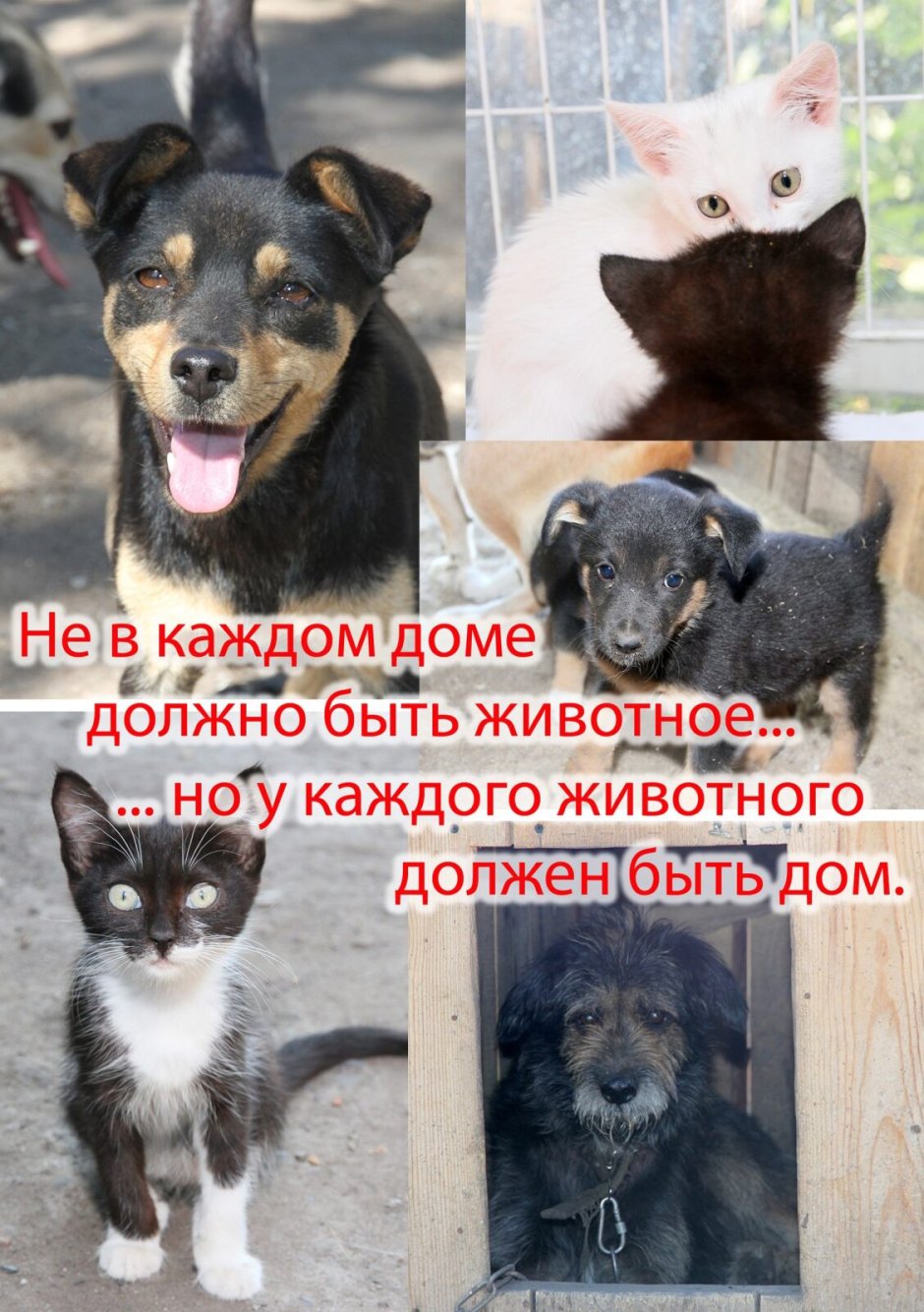 Кунац меймун