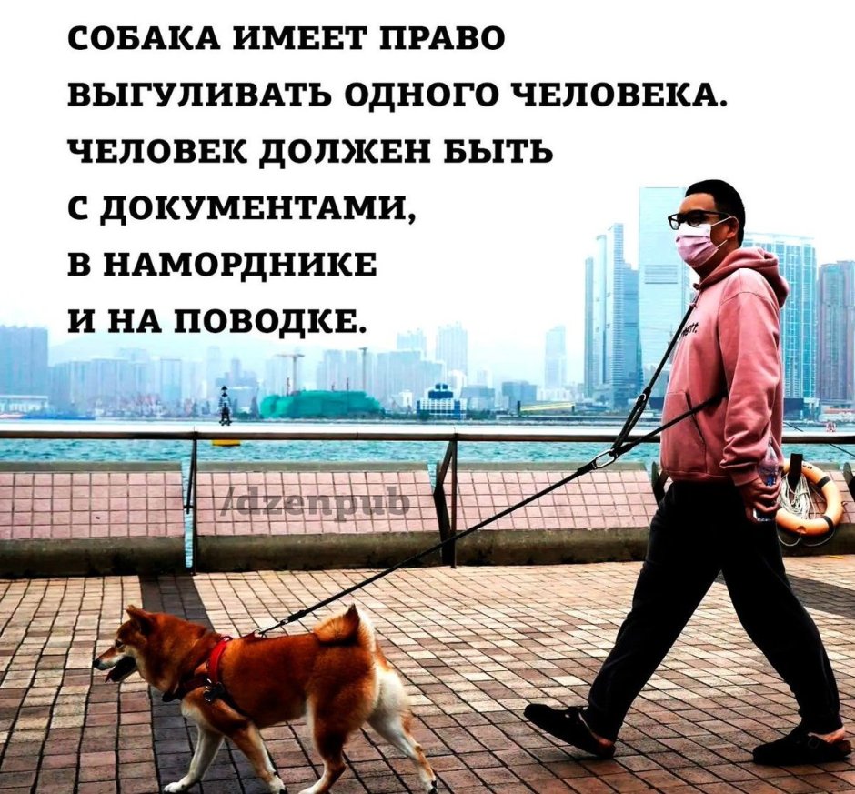 Горилла и шимпанзе
