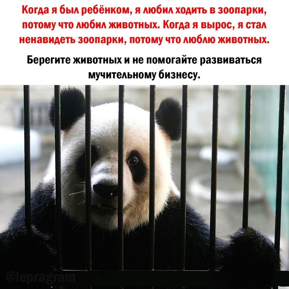 Памятка для владельцев собак