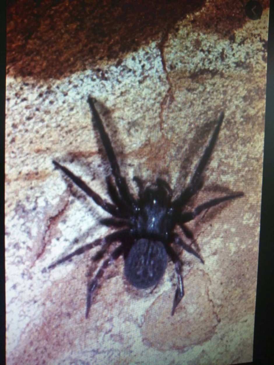 Паук Badumna insignis