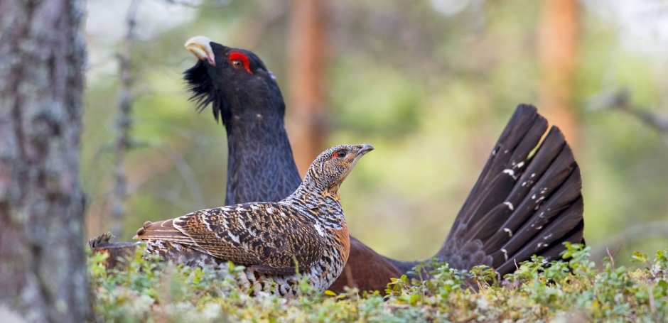 Западный Глухарь (Tetrao urogallus)