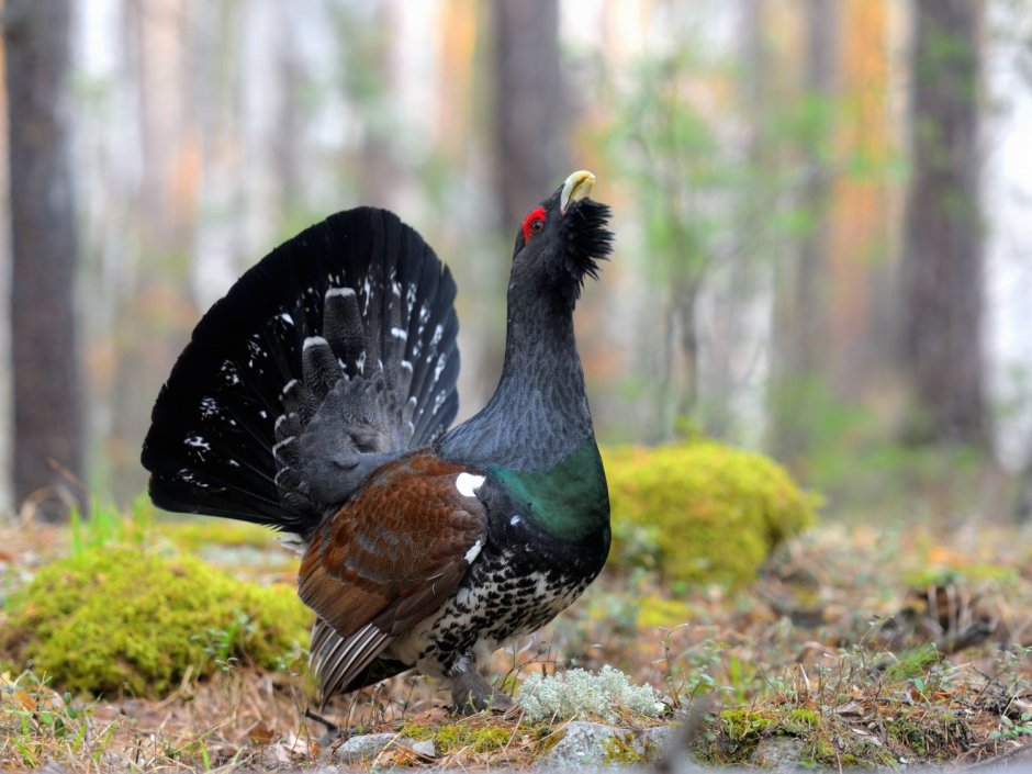 Каменный Глухарь (Tetrao parvirostris)