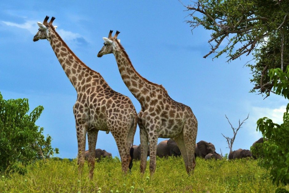 Giraffa Giraffa животные