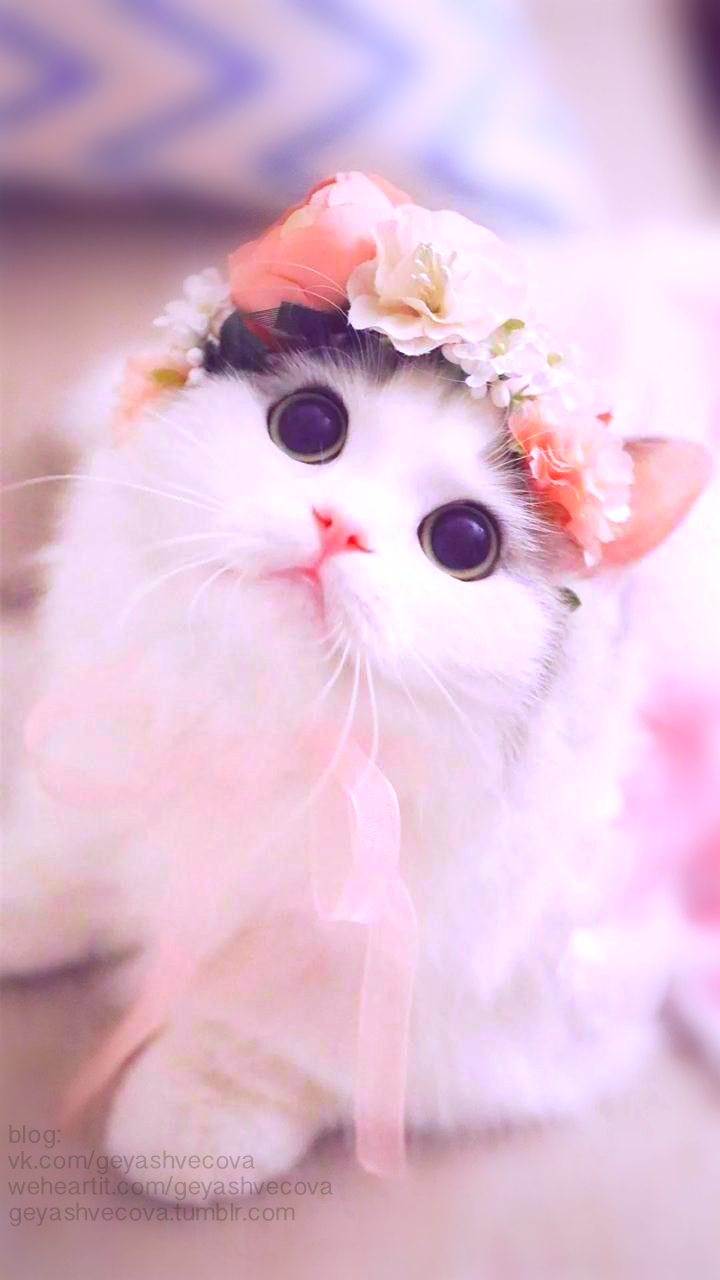Красивые котята