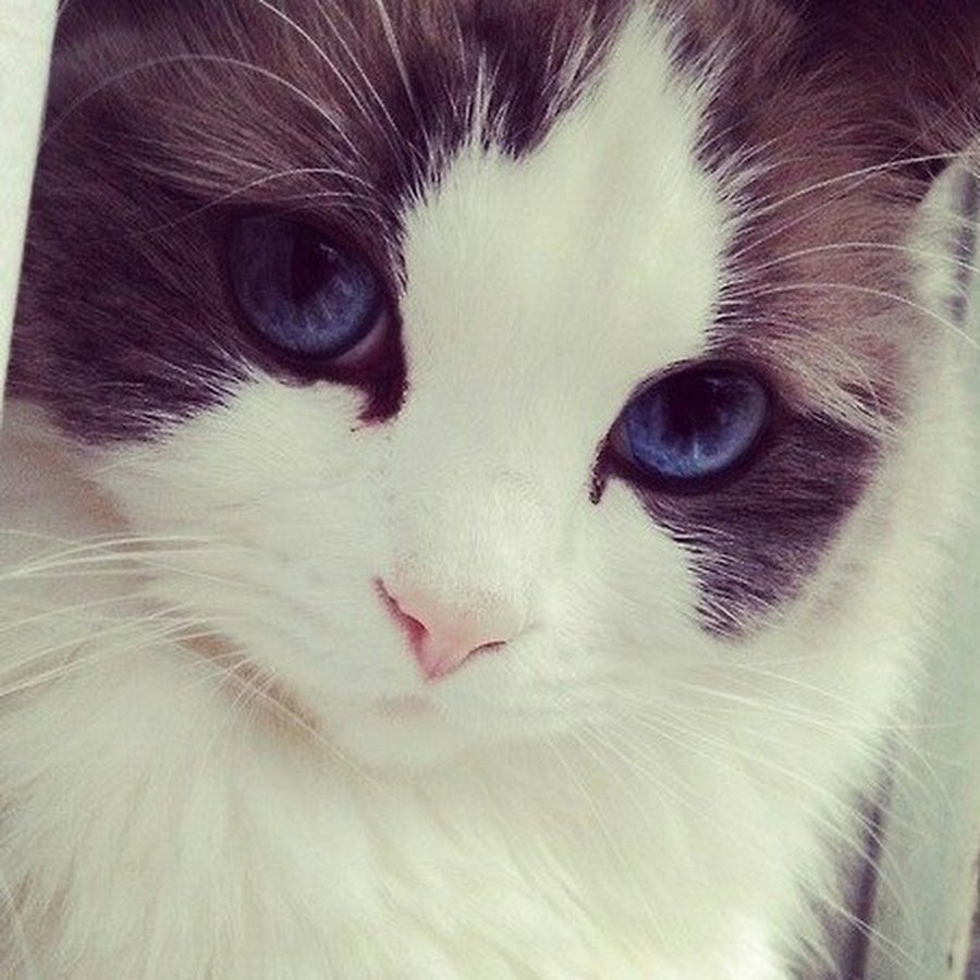 Милые аватарки с котиками