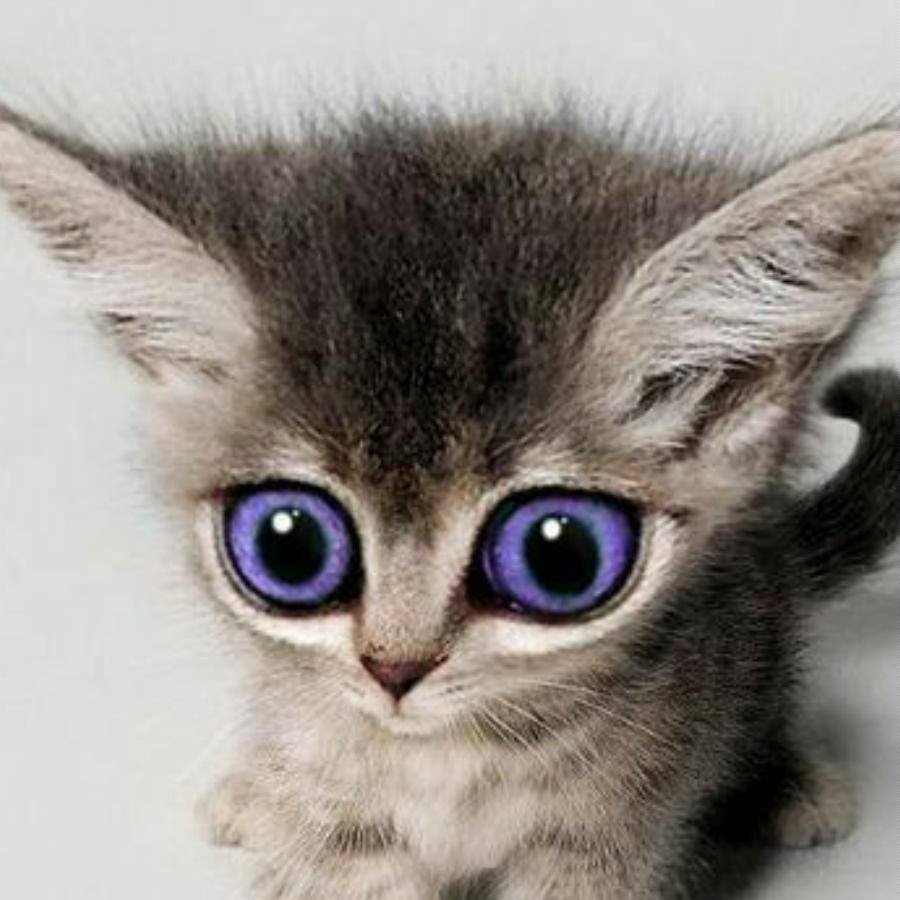 Котик с большими глазами