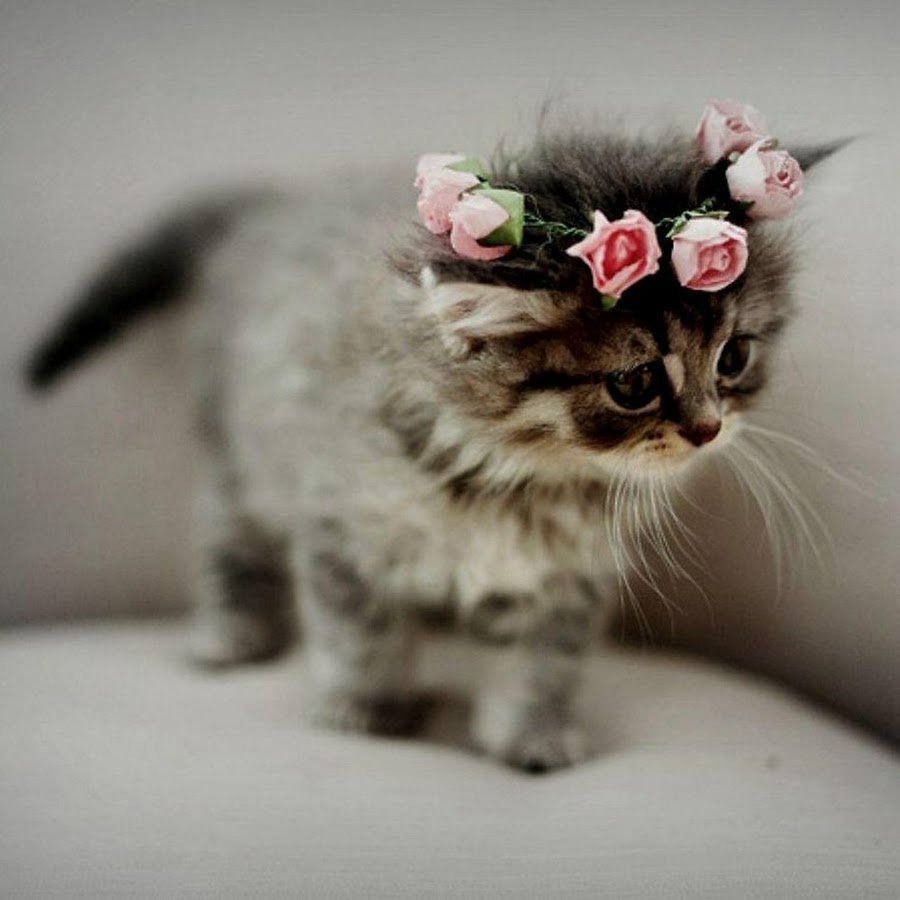 Милые котята с венком