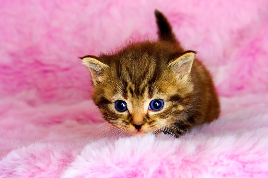 Кошки маленькие милые