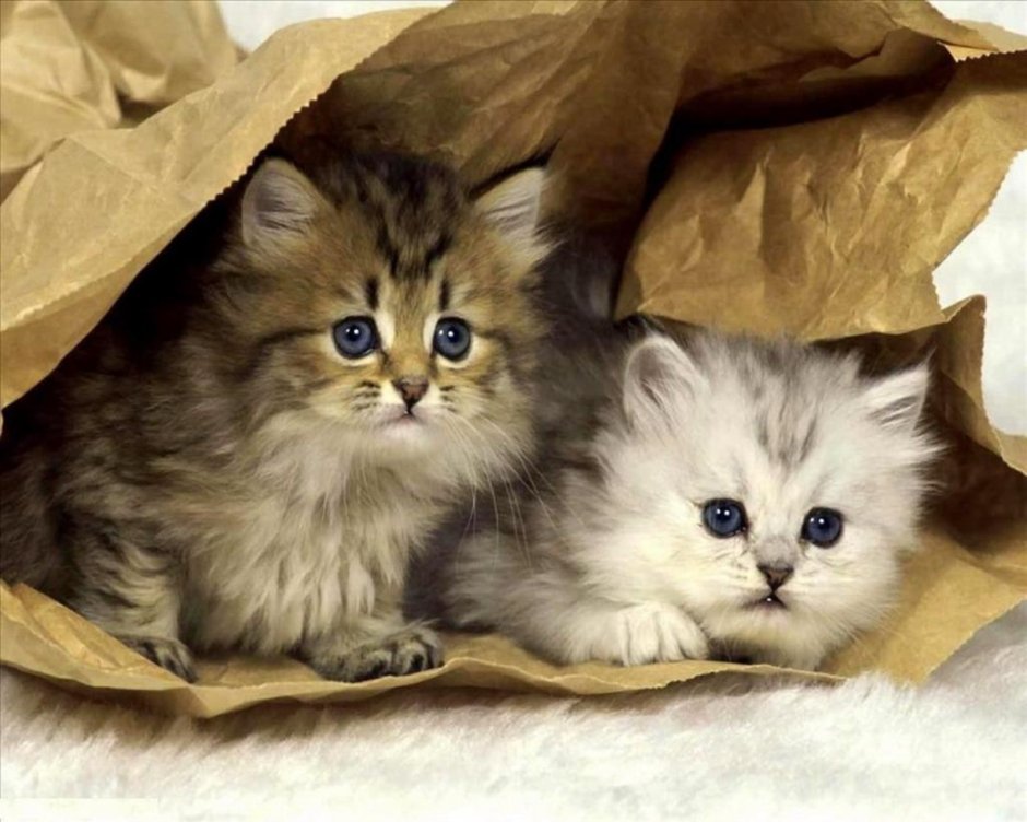 Котята милые и пушистые