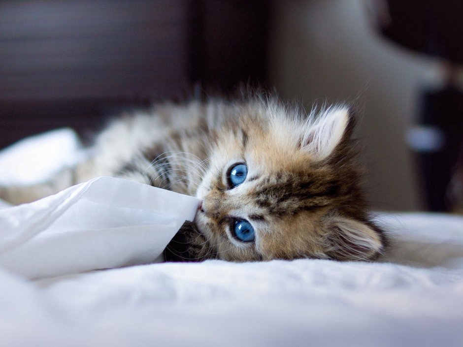 Милый голубоглазый котенок