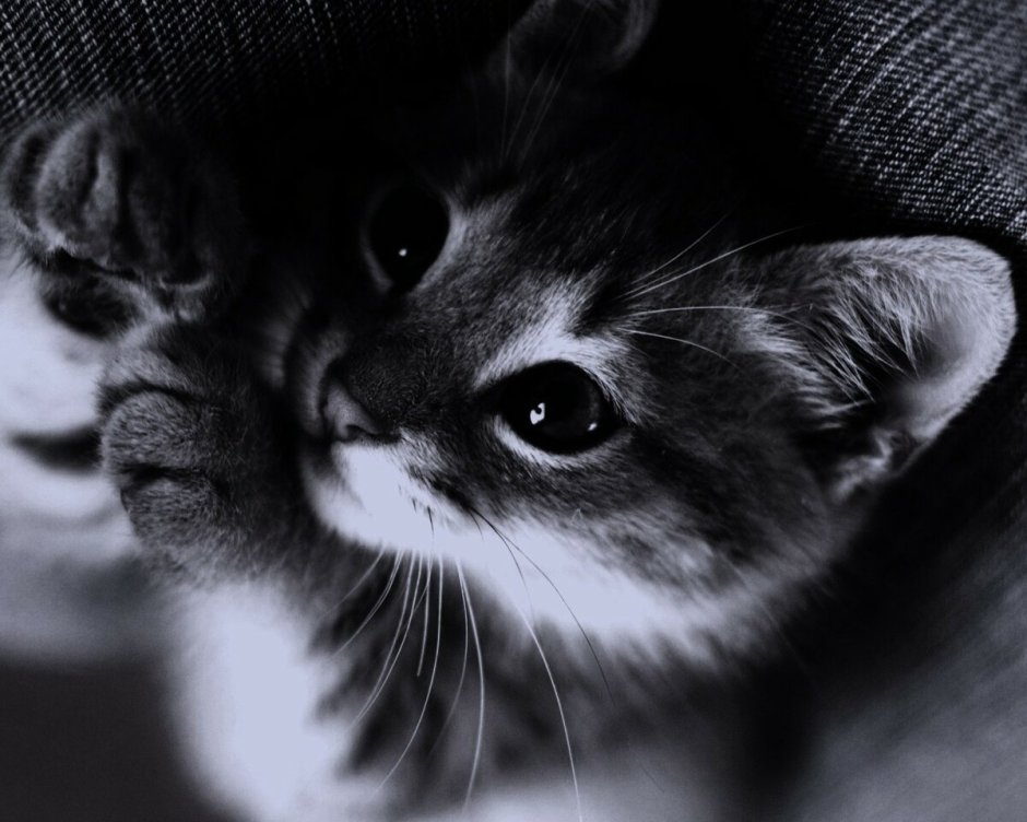 Фото котика на аву