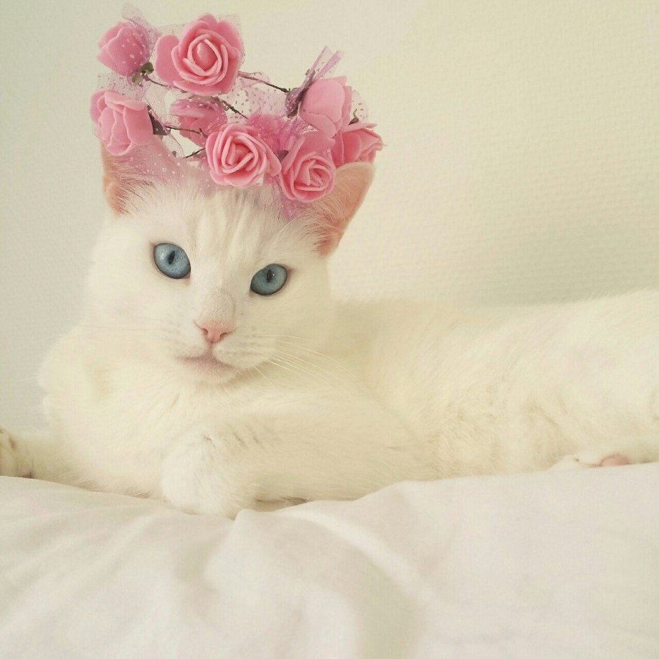 Нежная кошка