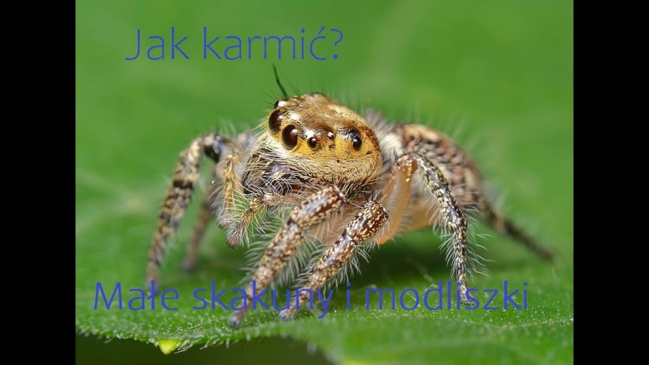 Hyllus giganteus паук