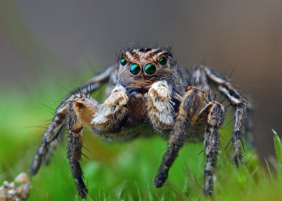 Portia labiata jumping Spider
