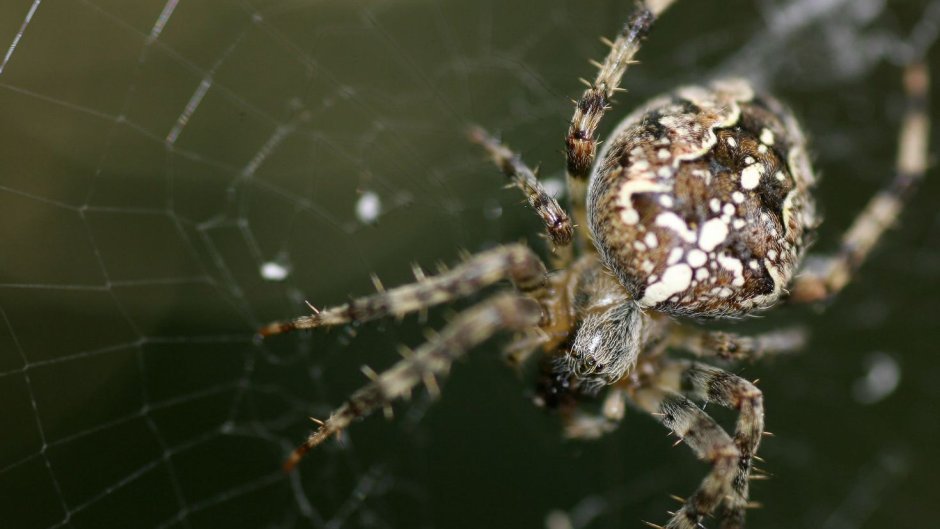 Araneus diadematus - крестовик