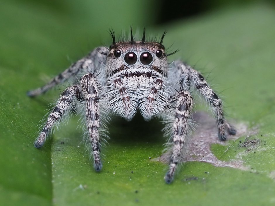 Королевский паук скакун