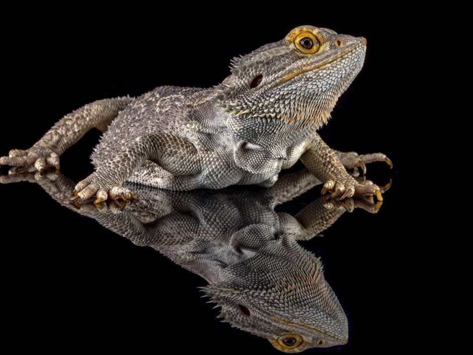 Bearded Dragon Lizard