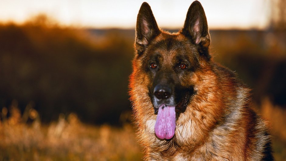 Граф Шутц Хунд