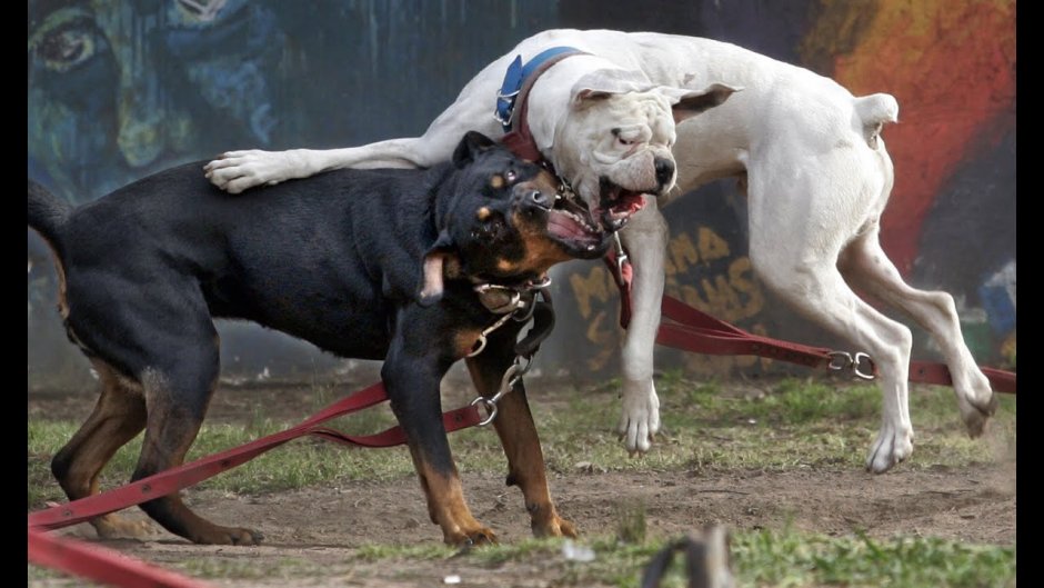 Кангал питбуль Доберман