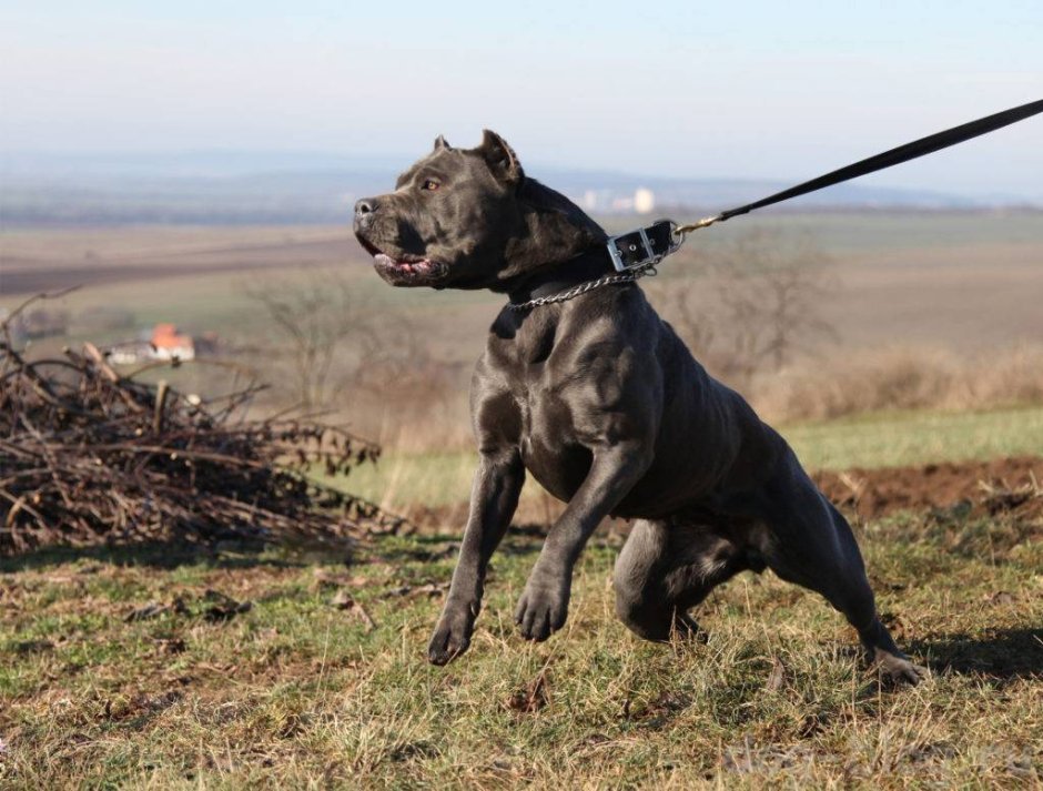 Американский бандог мастиф