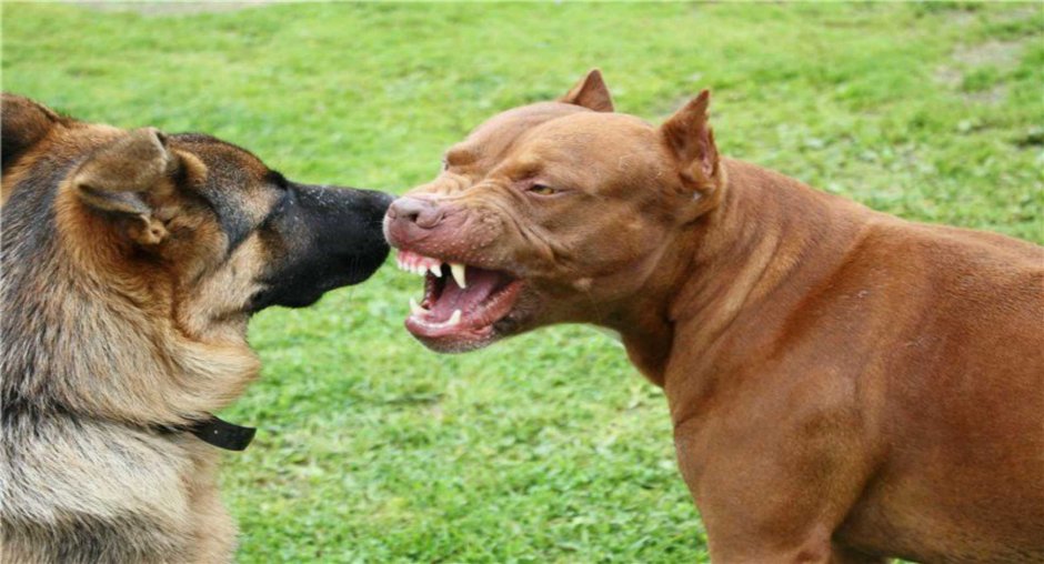 Самая злая собака в мире фото