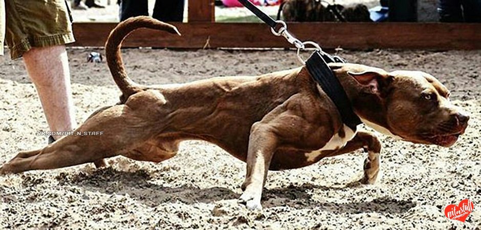 Самые боевые собаки