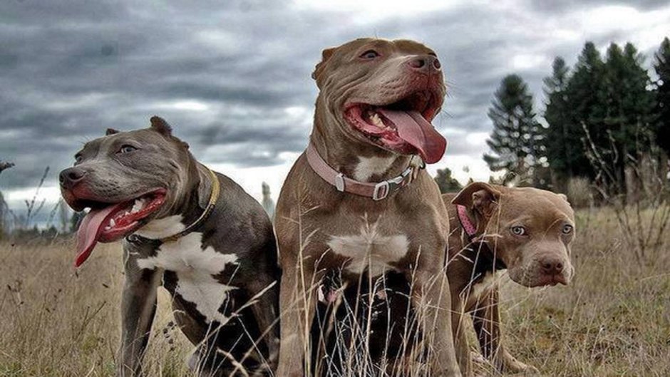 Бойцовские собаки питбуль и Стаффорд