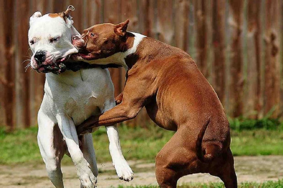 Аргентинский дог против питбуля