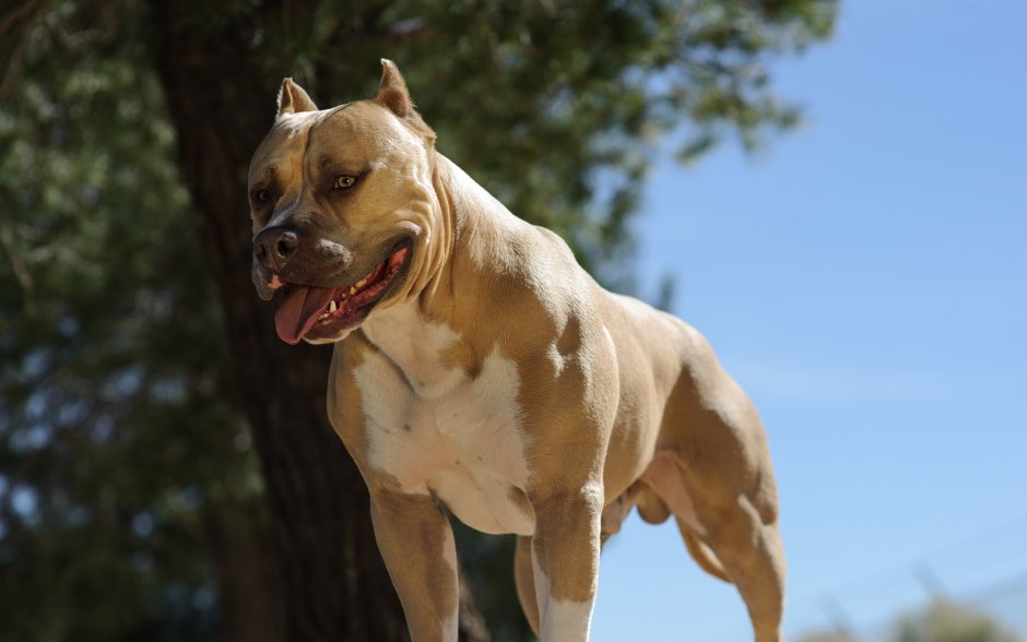 Американский питбуль