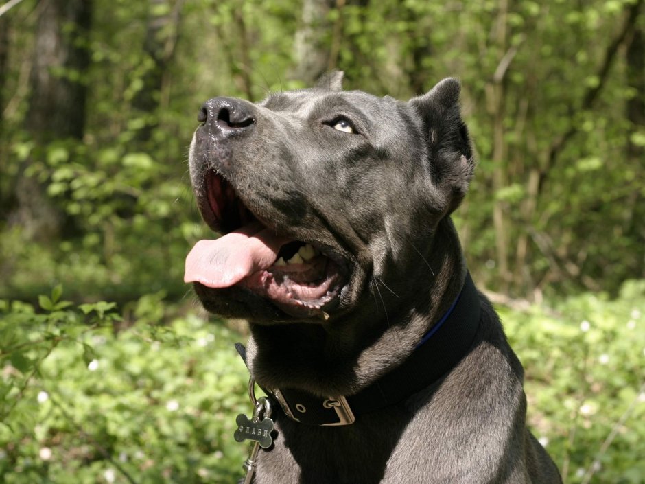 Кане Корсо собака