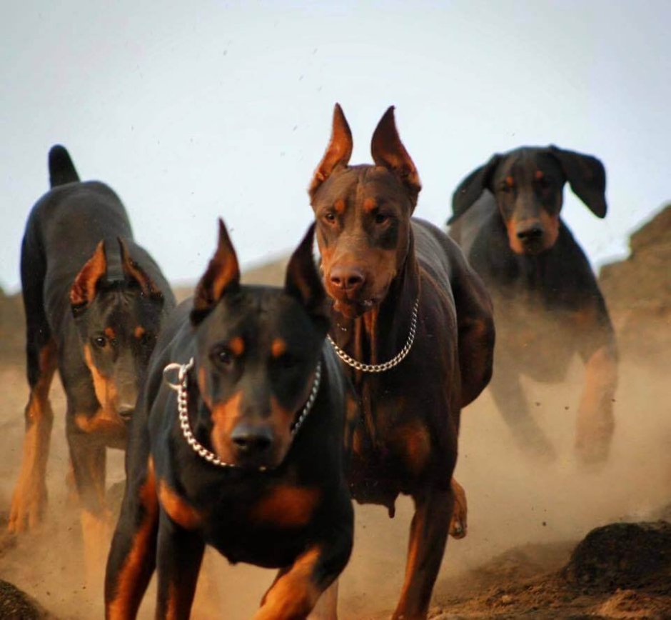 Собака Доберман