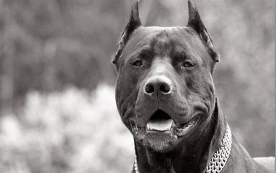 Американский стаффордширский терьер