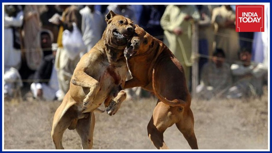 Собачий бой питбуль матч