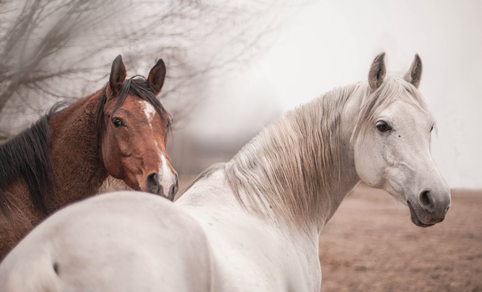 Dapple Grey Stallion