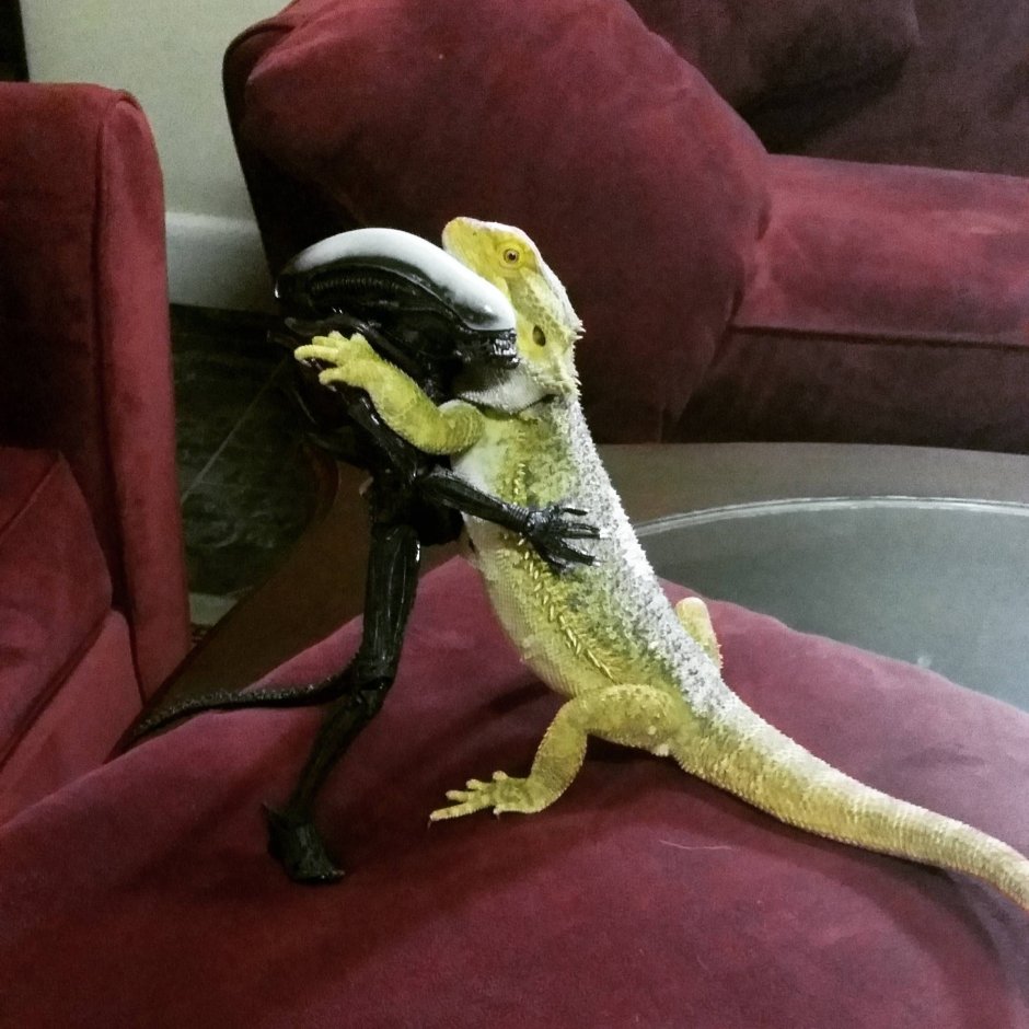 Мианмар игуана