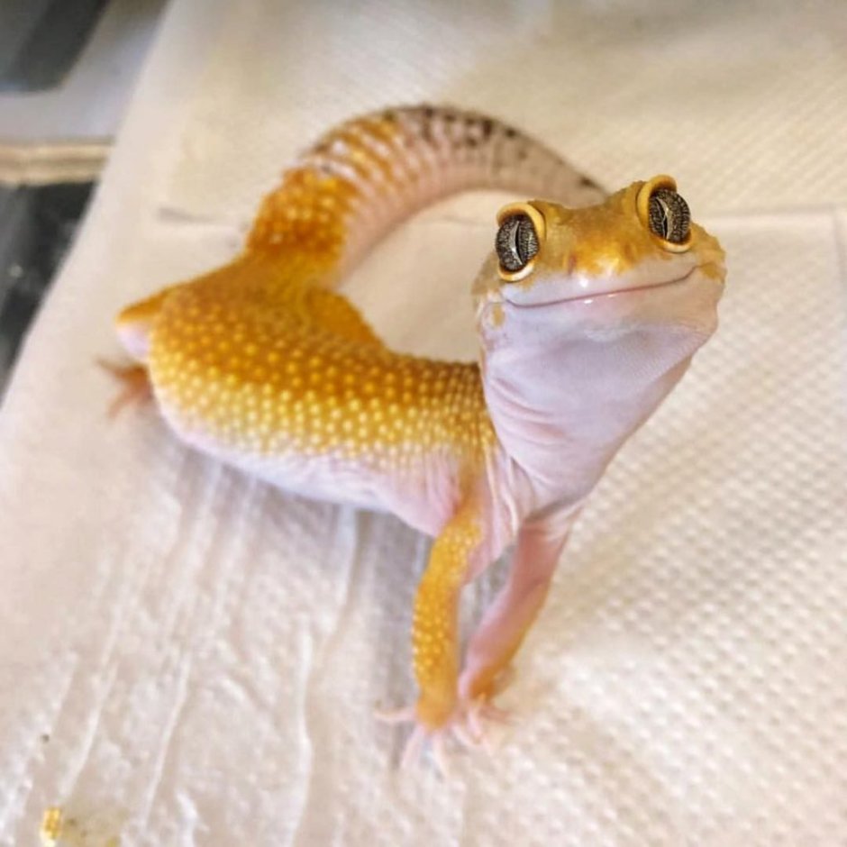 Карликовый геккон (Sphaerodactylus ariasae)