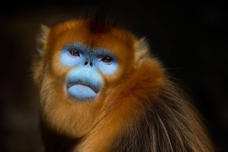Jigokudani Monkey Park
