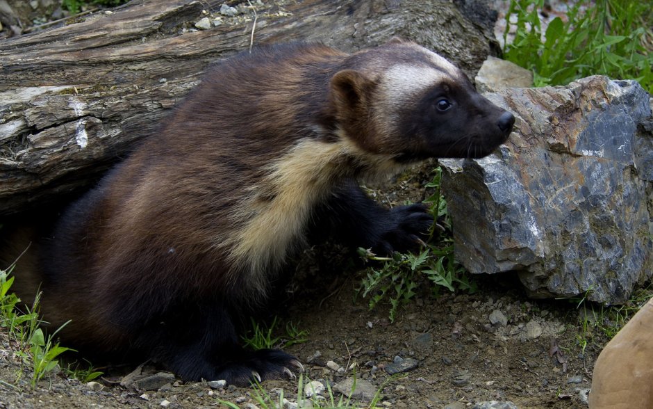 Ласка (Mustela nivalis)