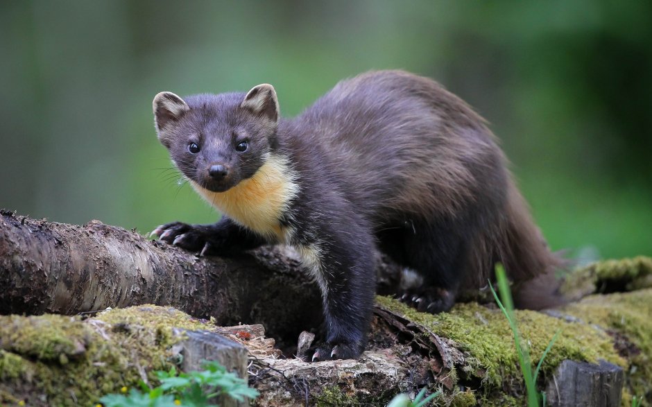 Горностай (Mustela erminea)