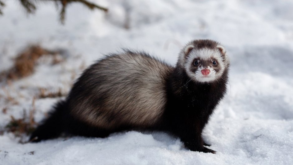 Ласка Mustela nivalis Linnaeus, 1766