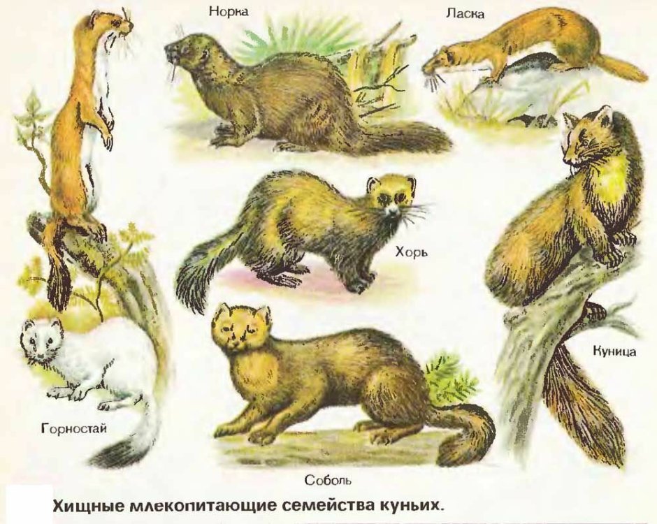 Восточно Сибирская Росомаха