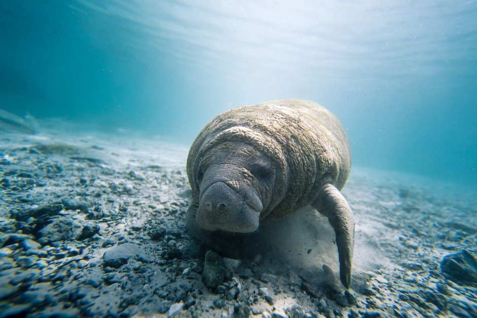 Ламантины National Geographic