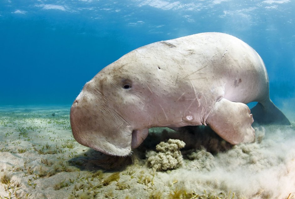 Дюгонь морская корова