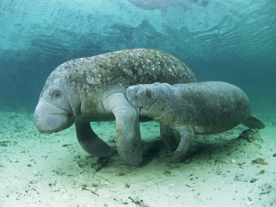 Ламантин морская корова