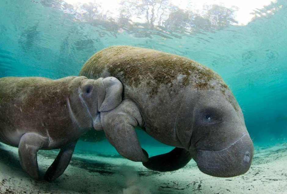 Ламантин морская корова