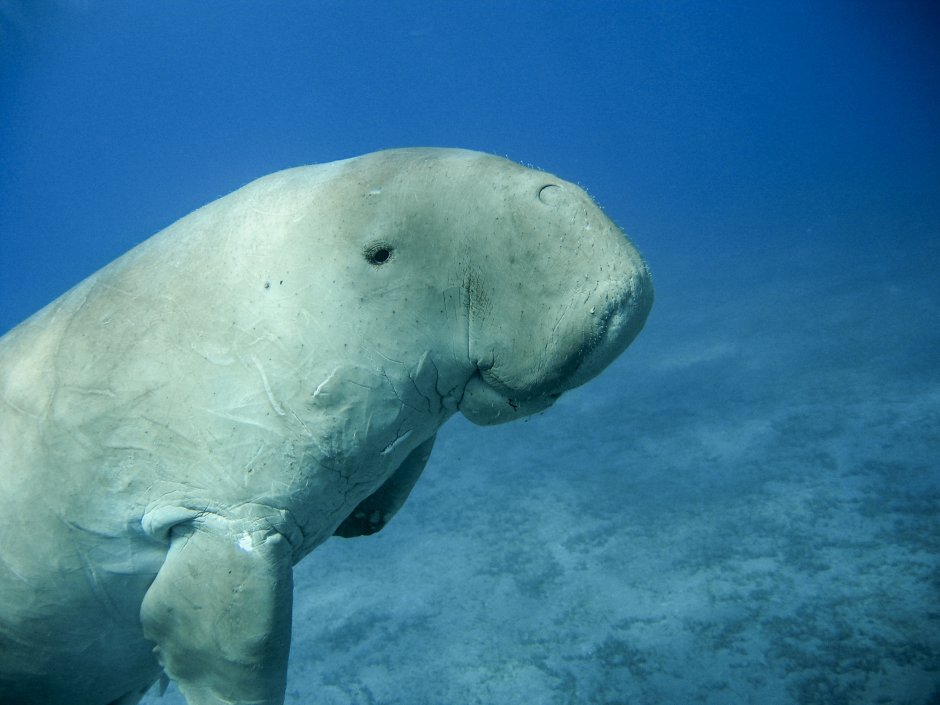 Дюгонь Ламантин морская корова