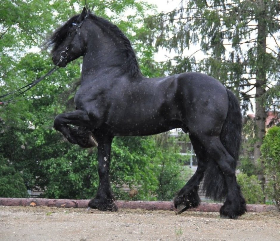 Бельгийский Першерон